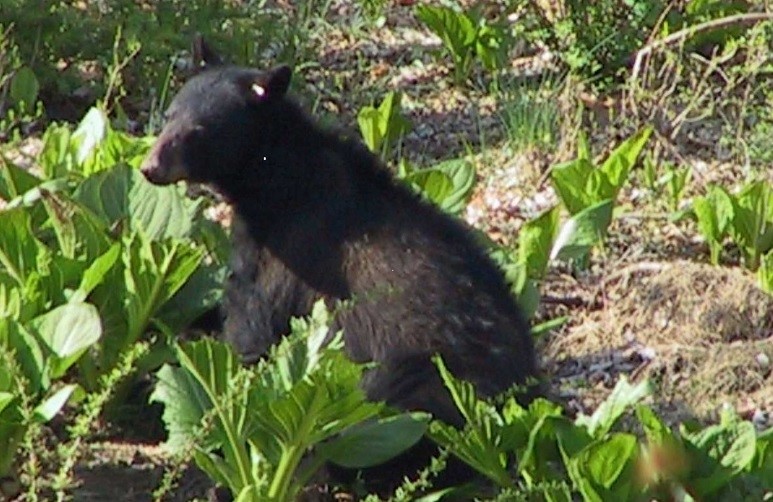 Renna Media  Black Bears in New Jersey Bear Safety Tips