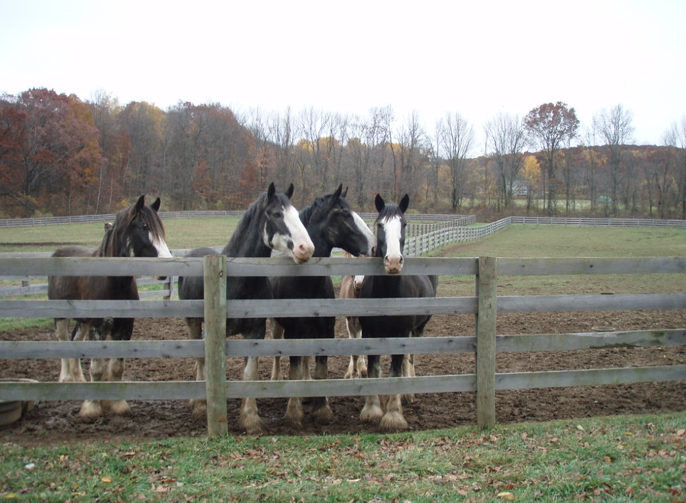 Clydesdale horses at Wachtell Farm Wachtell Farm in Washington Township, where 114 acres have been preserved..png