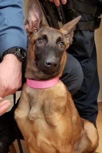 This Belgian Malinois puppy donated to the Morris County Sheriff's Office K-9 Section will be named JoJo in honor of Mount Arlington Police Officer Joseph Wargo who was killed in the line of duty. 