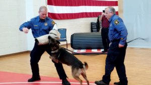 Morris County Sheriff's Office K-9 Spike apprehends Sheriff's Office Detective Marc Adamsky at the command of Detective John Granato during a demonstration July 12 at the Hanover Youth Public Safety Academy. 