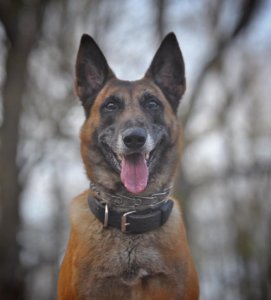 photo of Morris county Sheriff's K-9 Sigmund