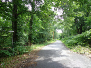 photo of wooded Lincoln Park tract