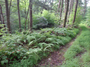 photo of Rockaway River WMA foot path