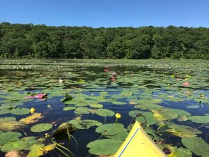 photo of Water-Chestnut plants on Lake Hopatcong