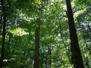 photo of Righter Road property in Ledgewood section of Roxbury