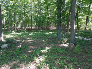 photo of open space to be preserved in Morris Plains