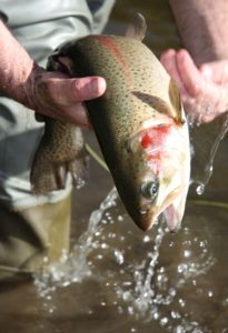 photo of a Rainbow Trout