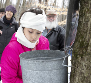 A girl looks into a pail collecting sap.