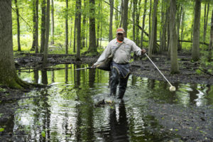 Mosquito Control inspector Walter Jones looks for evidence of mosquito larvae in stands of swampy water in Lincoln Park.