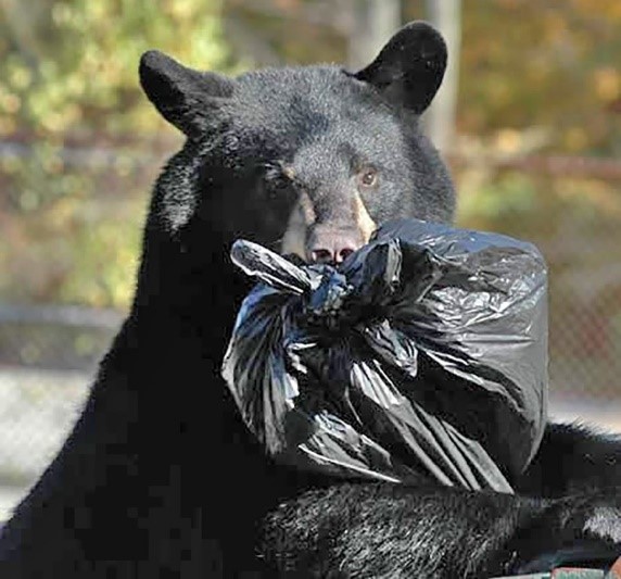 Outdoors: Living with New Jersey black bears