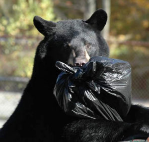 It's Black Bear Season In New Jersey: What You Need To Know