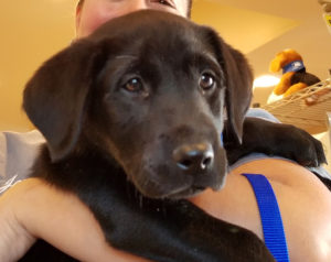 Photo of Odie, a Belgian Malinois puppy who is being trained as a K-9