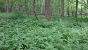 Fern covered Treadwell property in Jefferson Township