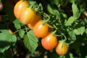 scarlet sunrise tomato developed by Rutgers