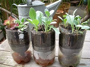 plants in water habitat